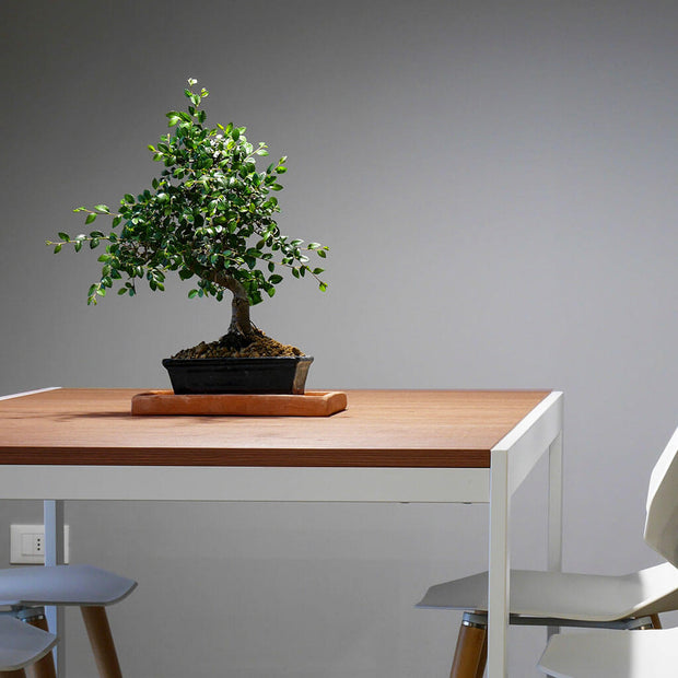 Minimalistic wooden and metal table with a bonsai plant on it.